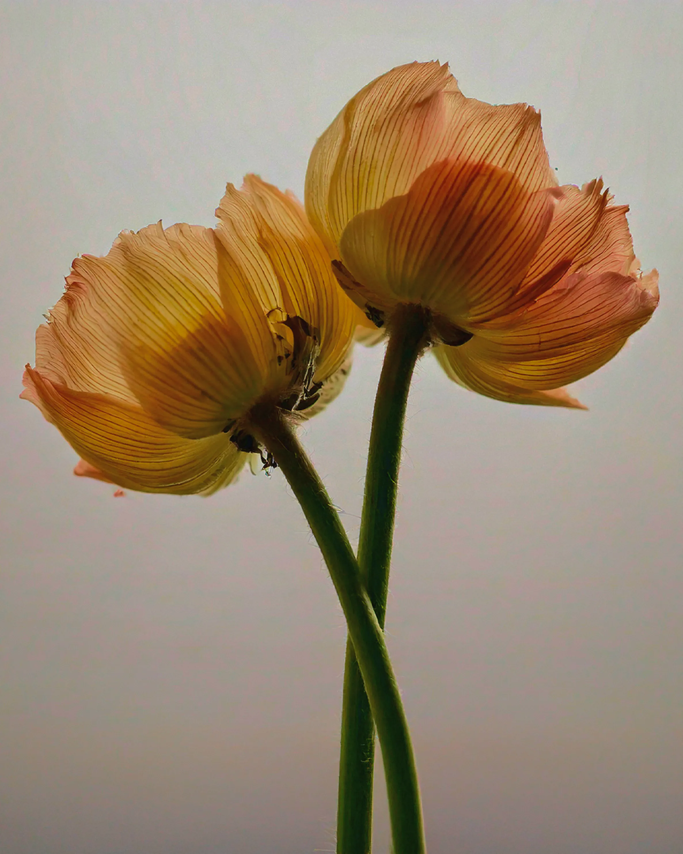 Ephemeral Flowers