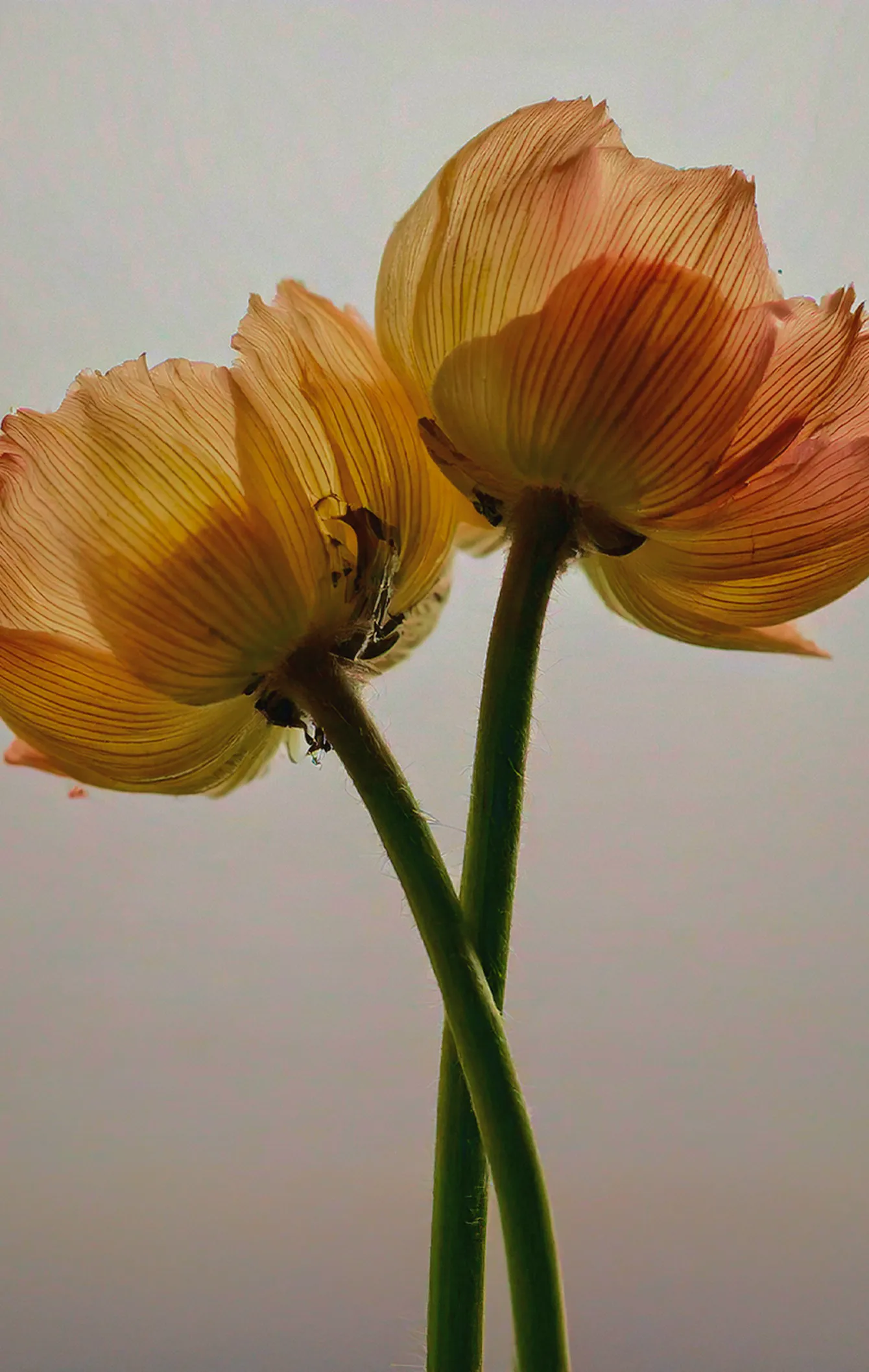 Ephemeral Flowers