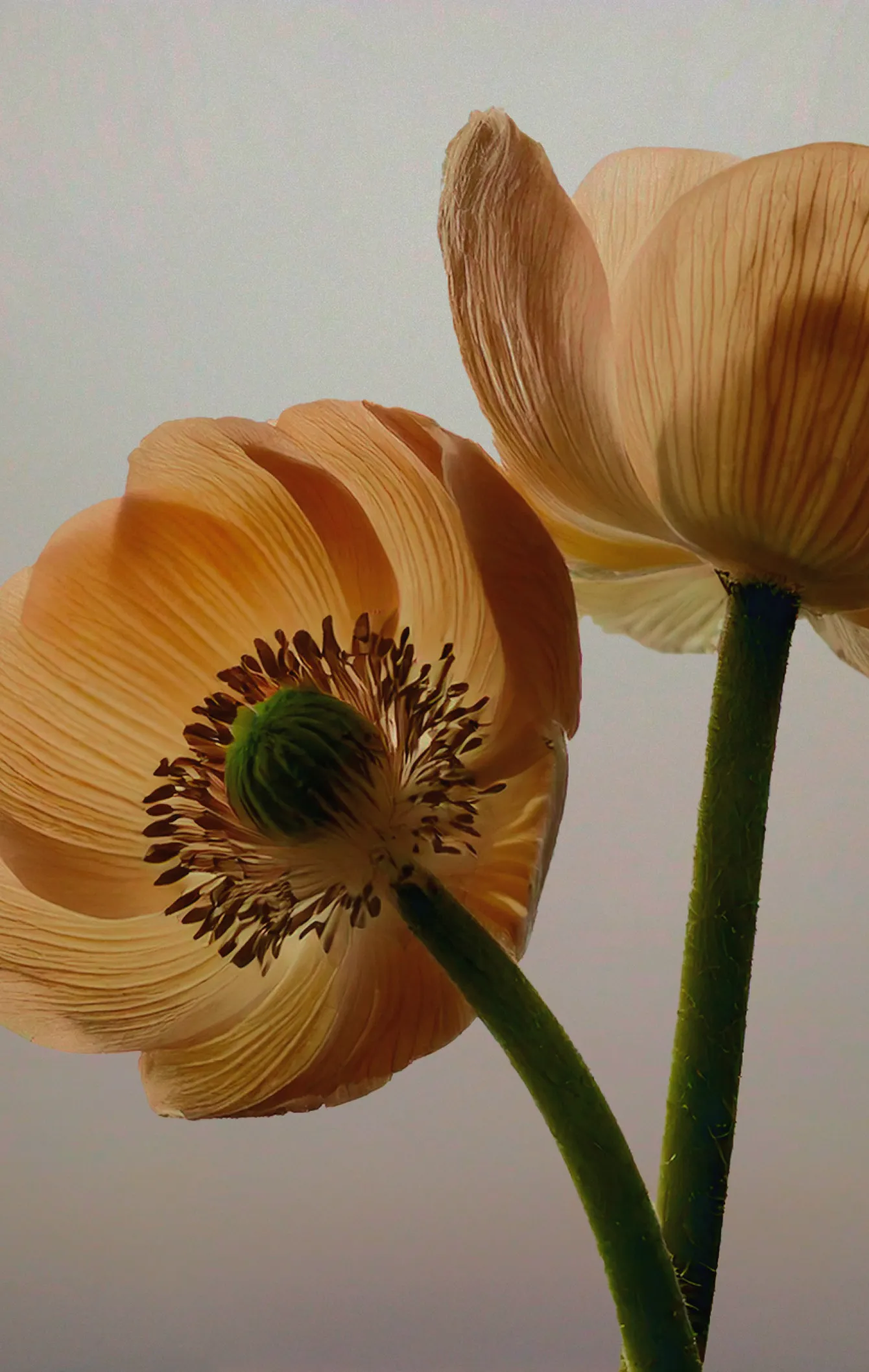 Ephemeral Flowers