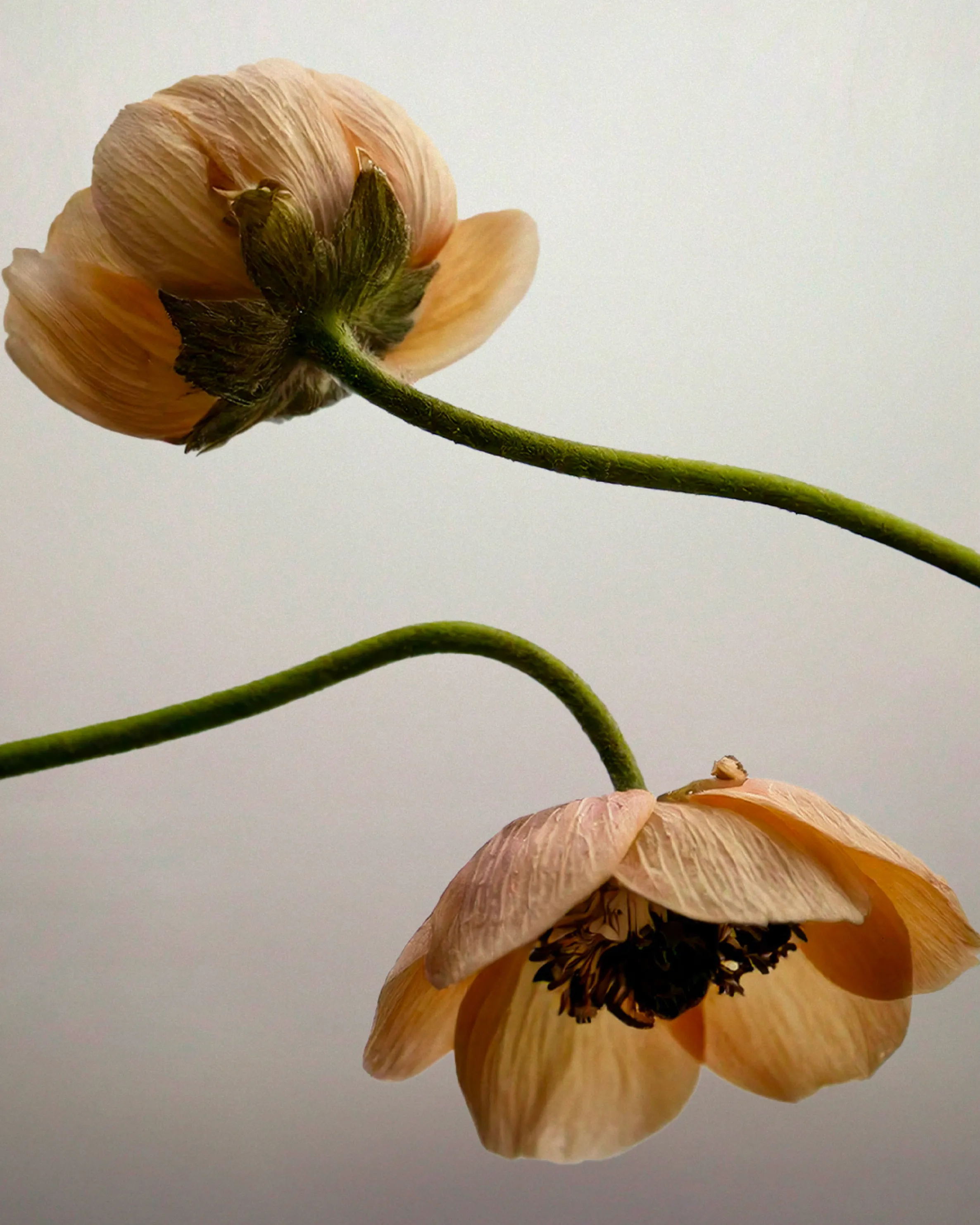 Ephemeral Flowers