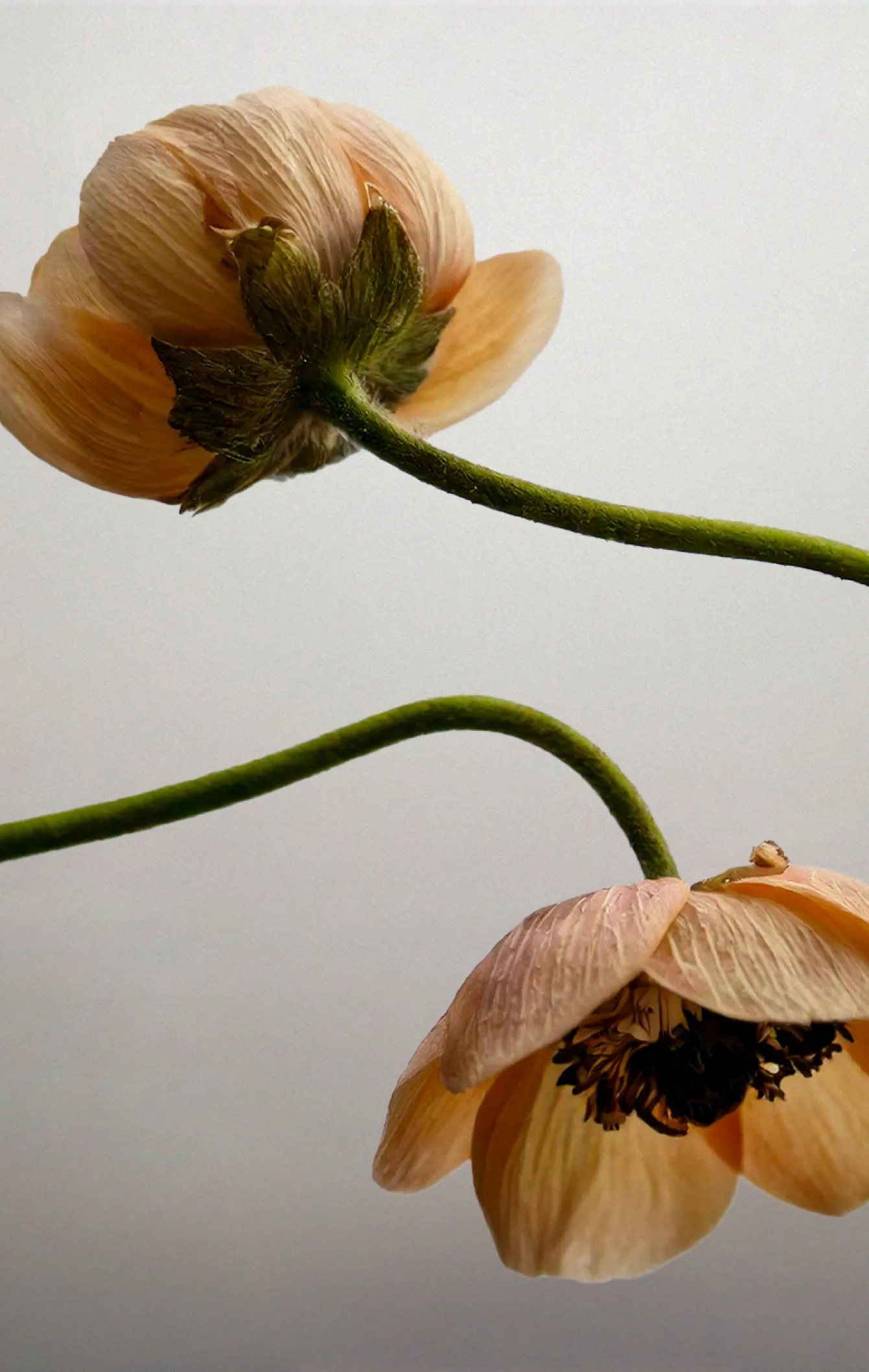 Ephemeral Flowers