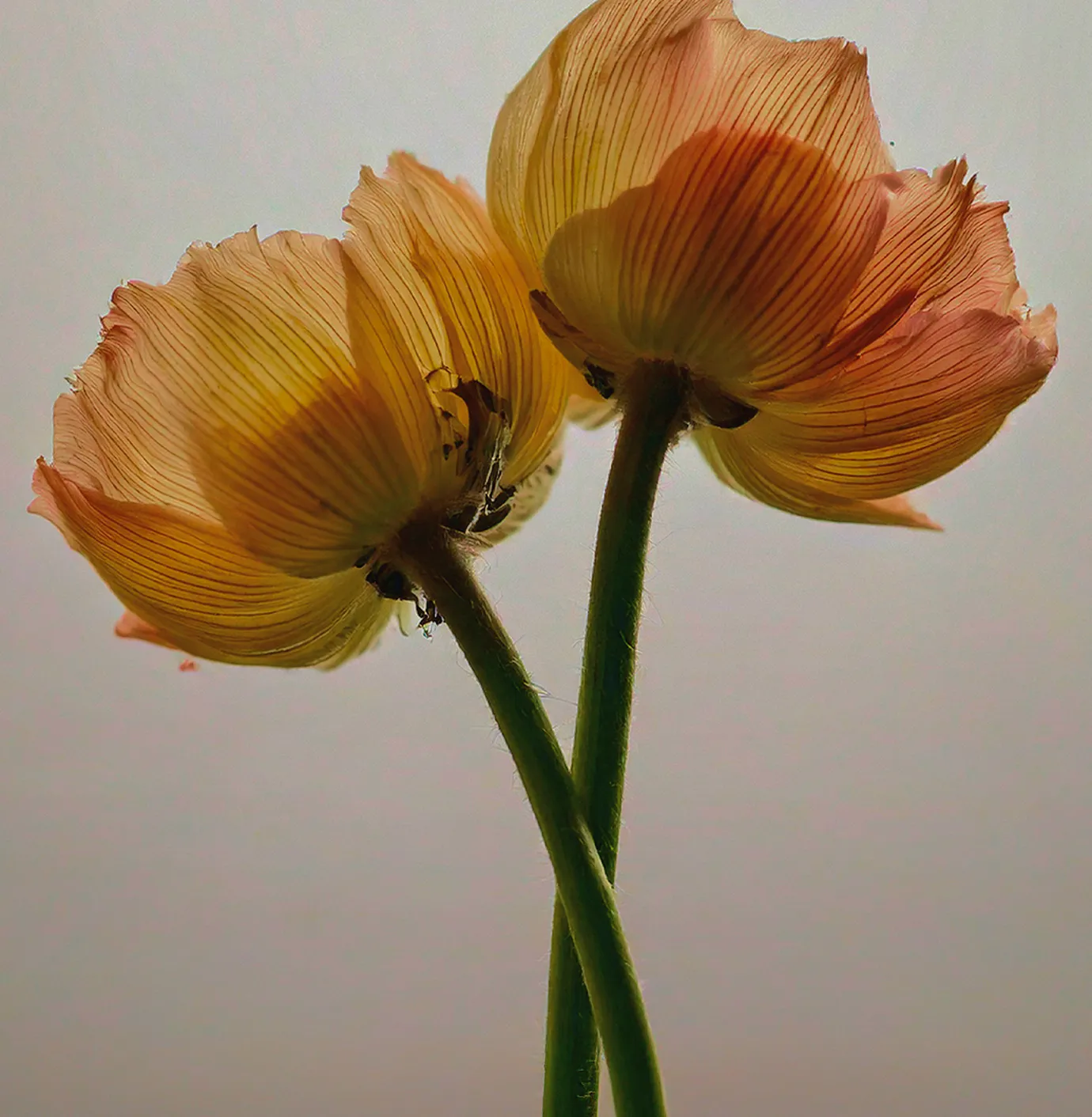 Galerie — visuel 42