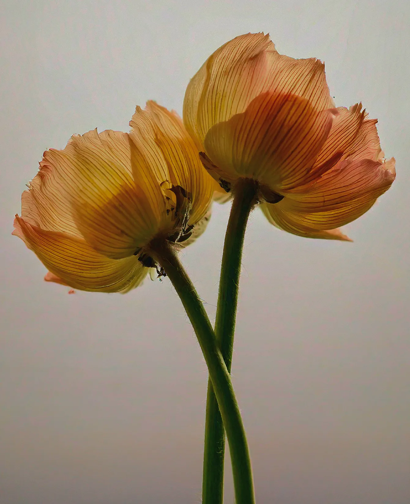 Galerie — visuel 43